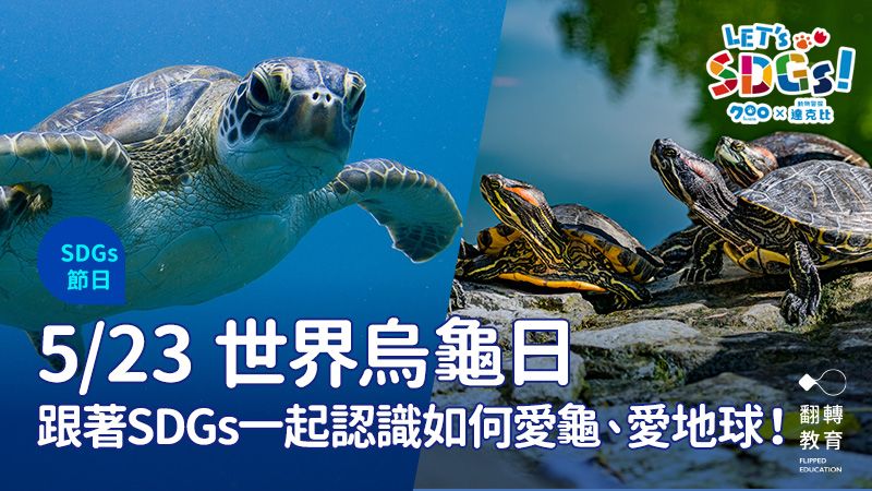 5月23日世界烏龜日／世界龜龜日！跟著SDGs一起減塑愛龜龜。圖片來源：Shutterstock