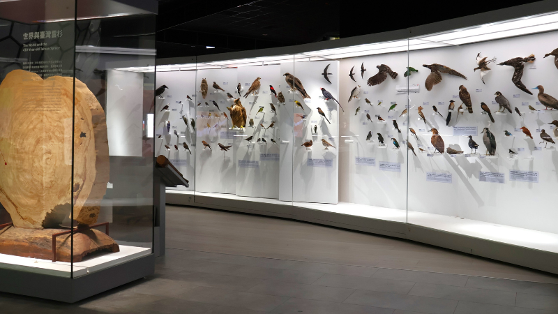 〈哇自然！嗨科學〉除有400歲臺灣雲杉圓盤木標本，還有展示100隻從海岸線到高海拔的臺灣鳥類標本。圖片提供：國立自然科學博物館。