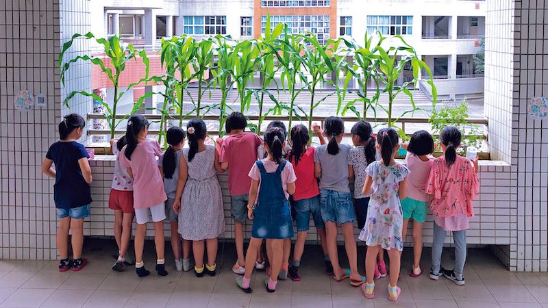 因為「走廊農田」踏出教室就能親近，「巡田」變得輕而易舉，每天觀察澆水、悉心照顧也成了學生的日常。圖片提供：幼獅文化