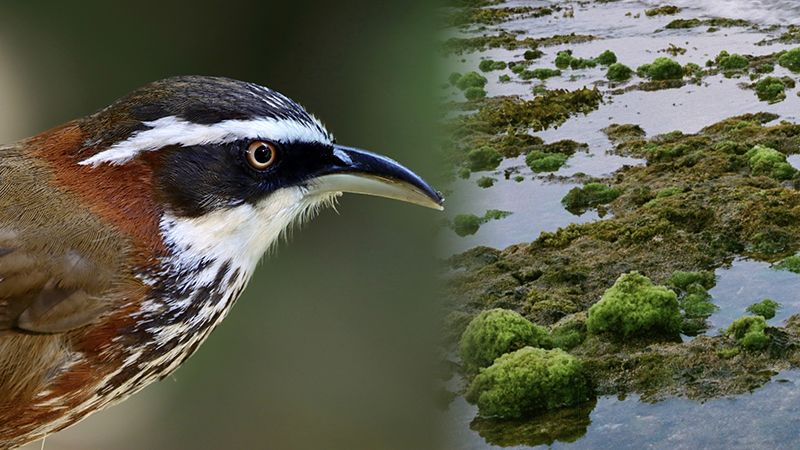 左：台灣特有種「奸臣鳥」小彎嘴畫眉。Shutterstock／右：大光社區後壁湖潮間帶。敏迪提供