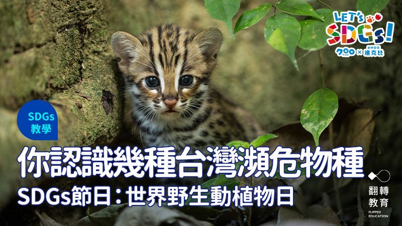 除了石虎，你還知道哪些台灣瀕臨絕種動物或植物？圖片來源：Shutterstock
