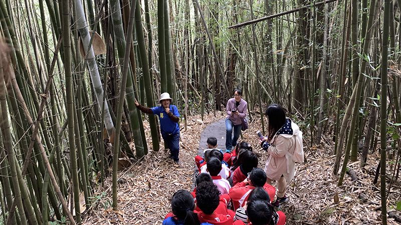 阿里山國中小低年級每周有兩天下午是文化課程，老師們帶著學生走進爸爸媽媽祖父祖母以前討生活和探險的森林。