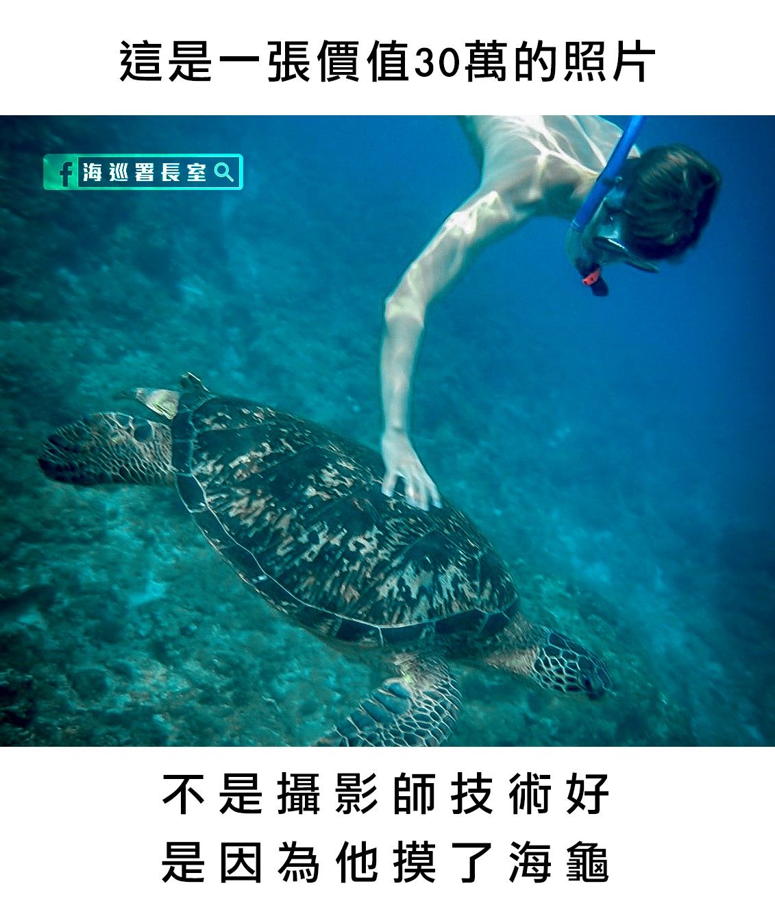 世界烏龜日（圖2）摸海龜罰款 海巡署長室