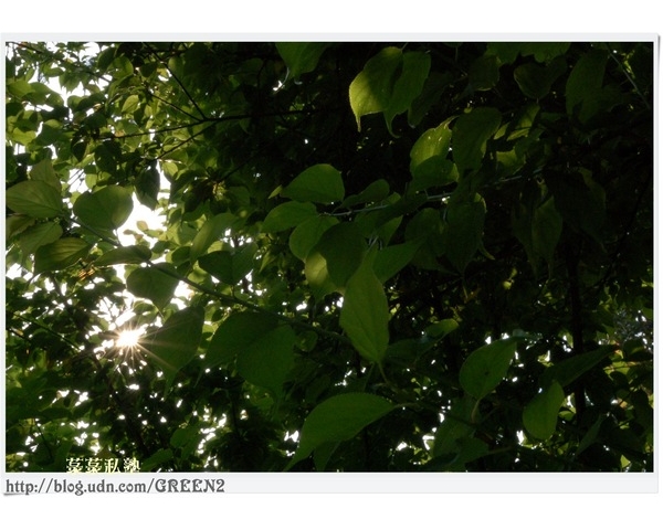 [校園之美]情境教學：梅樹的葉隙，心中的小太陽，取暖......(幼甲甲秘辛，請進！字音字形選手，請進！)