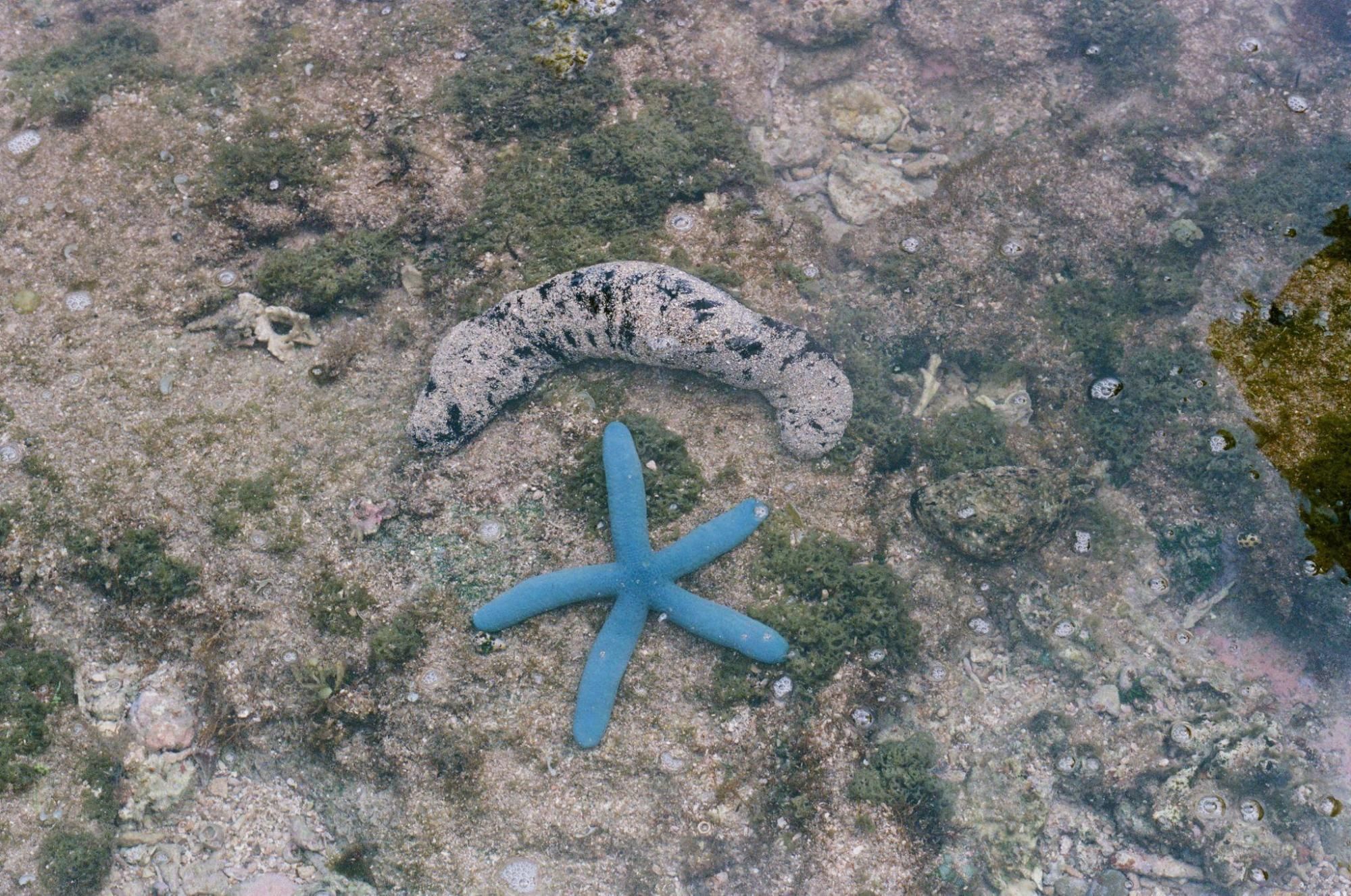 上為黑海蔘，下為藍指海星。敏迪提供