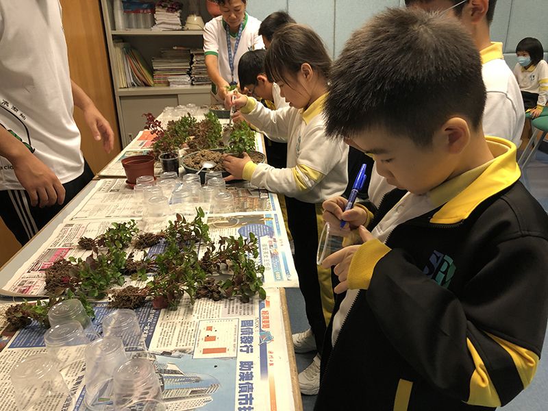 學生根據環境條件判斷適合種植的植物