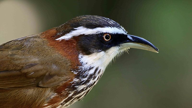 台灣特有種：「奸臣鳥」小彎嘴畫眉。Shutterstock