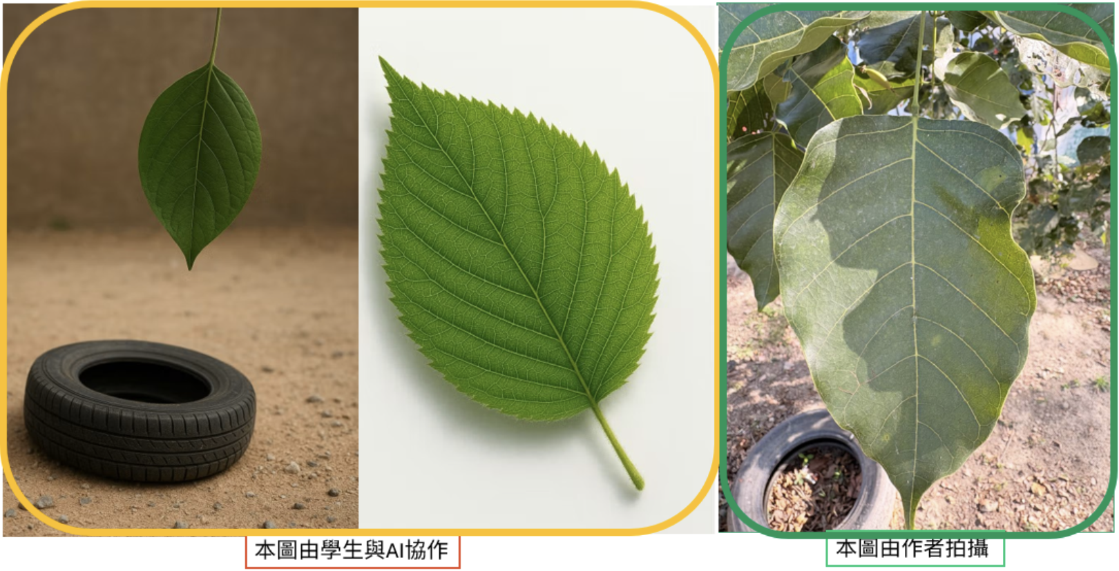 從真實葉片開始觀察,學生與AI協作