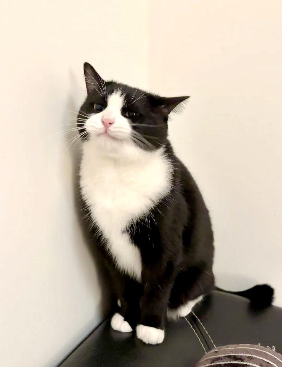 fatbat cat