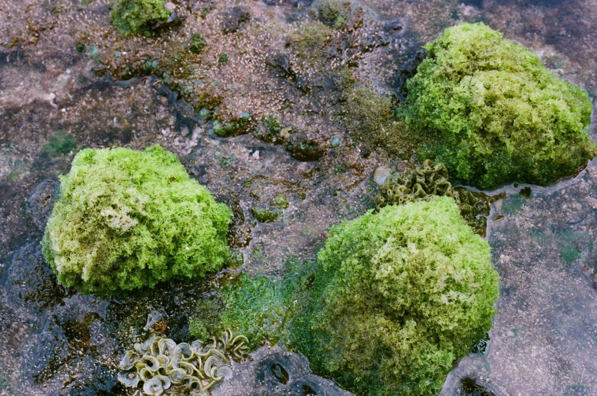 珊瑚礁石塊和礫石提供潮間帶生物最佳的居住場所。敏迪提供