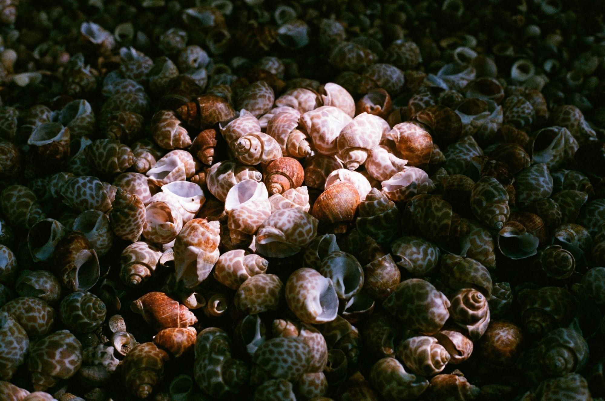 寄居蟹換殼中心提供各式各樣、不同大小的殼。敏迪提供
