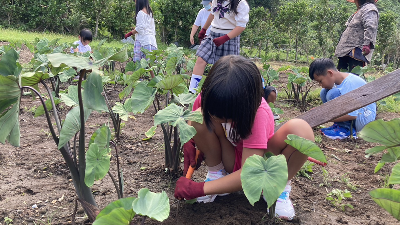 三年級雅美民族教育課程,到部落阿媽的田裡學習種植旱芋。