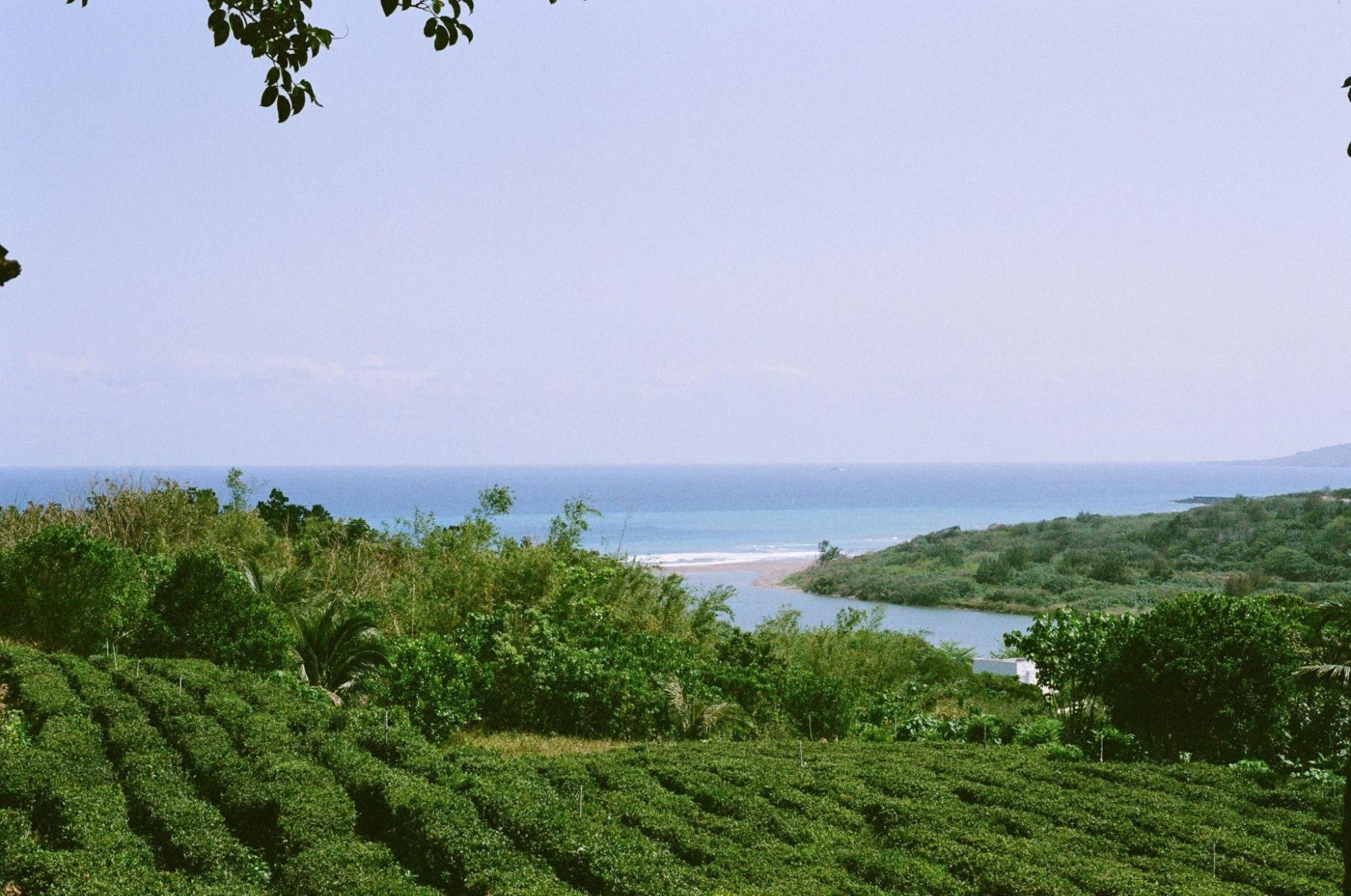 恆春鄰近太平洋的港口茶茶園。敏迪提供